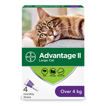 Advantage for Large Cats/Rabbits - 4 Pack