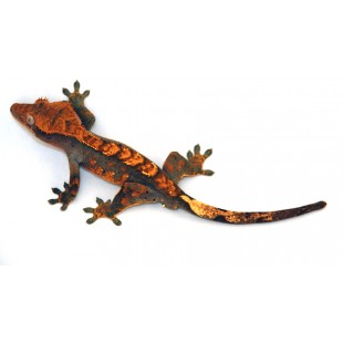 Reptile Medications - Reptile Supplies at the Lowest Prices Online