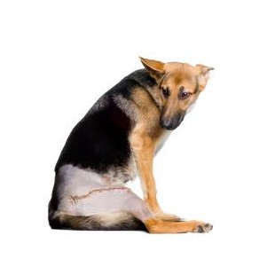 Pet Medication by Condition - Pet Joint Problems