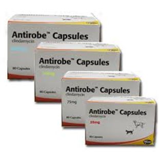 Antirobe Capsules for Cats & Dogs - 75mg, 150mg, 300mg Antirobe from VetDispense