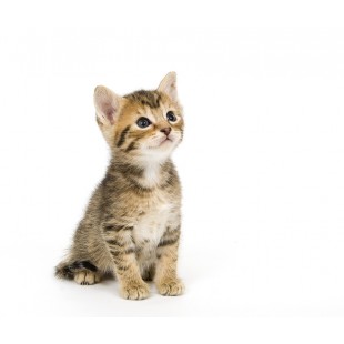 Pet Medication for Skin Problems in Cats - UK Pet Dispensary
