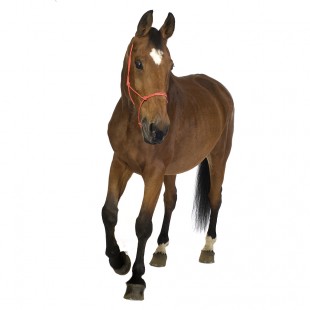 Pet Medication for Skin Problems in Horses - UK Pet Dispensary