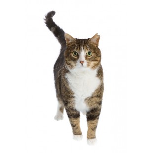 Sore Skin in Cats - Trusted UK Pet Dispensary