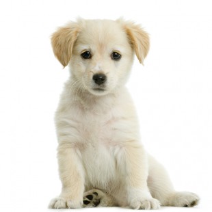 Dog Supplements for happy, healthy and active Dogs and Puppies