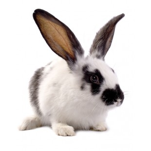 Small Animal Supplements for Rabbits, Hamsters, Guinea Pigs