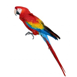 Bird Supplements - Give your bird the vitamins and minerals it needs for optimal health